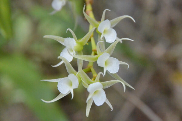 Oeoniella polystachys - Maurice
