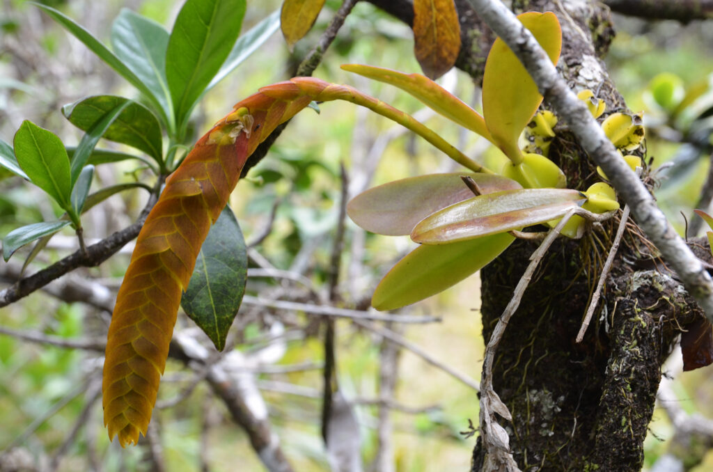 Bulbophyllum occultum - Maurice