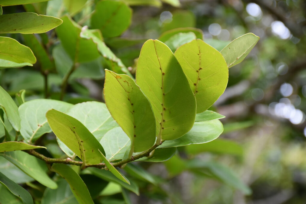 Antidesma madagascariense - Maurice