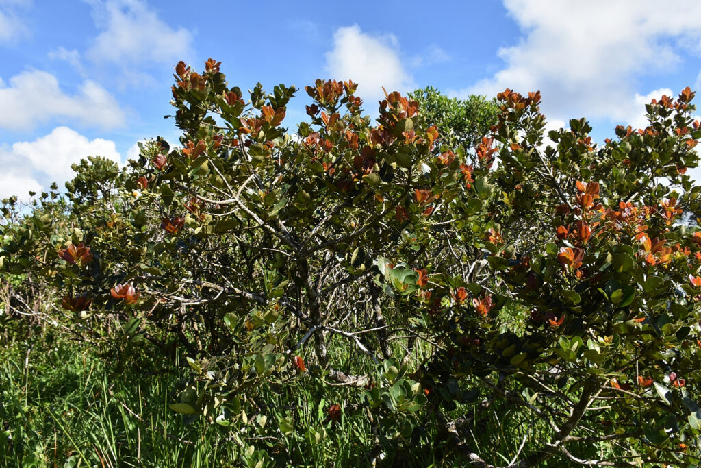 Calophyllum eputamen - Maurice
