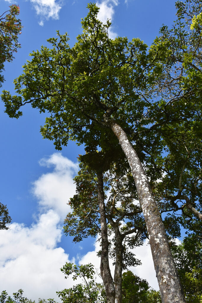 Diospyros tesselaria -Maurice