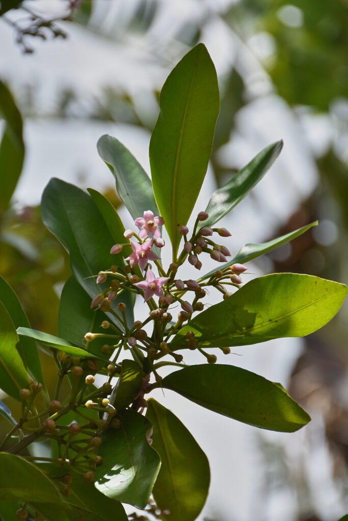 Ardisia elliptica - Maurice