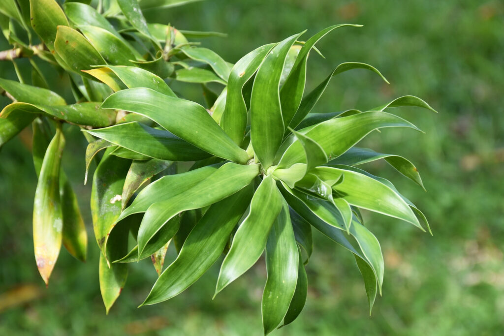 Dracaena reflexa - Maurice