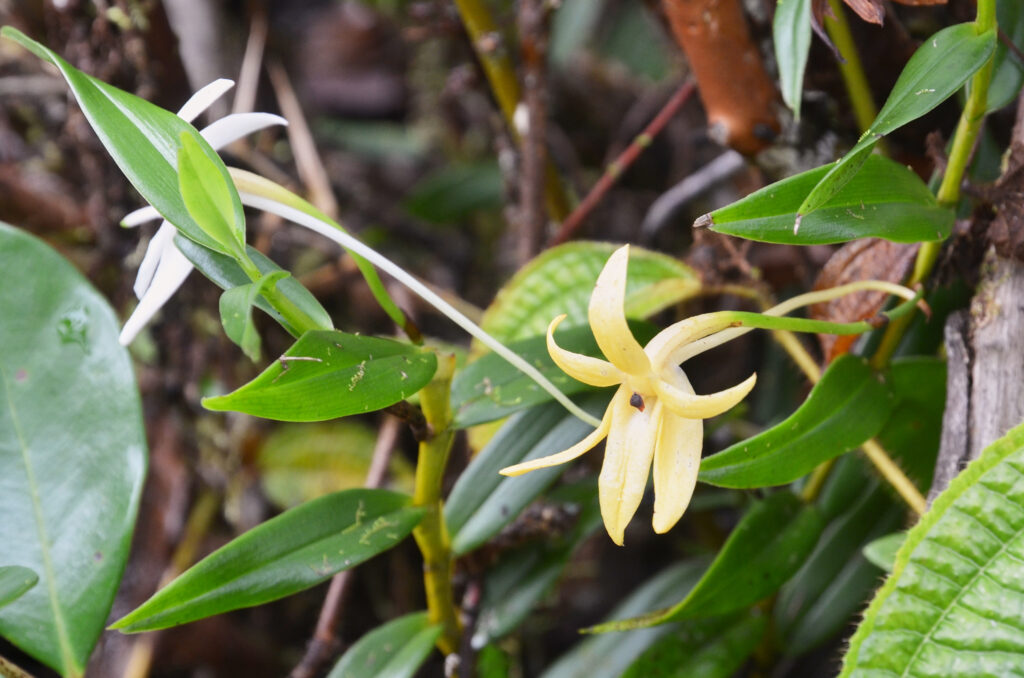 Angraecum mauritianum - Maurice