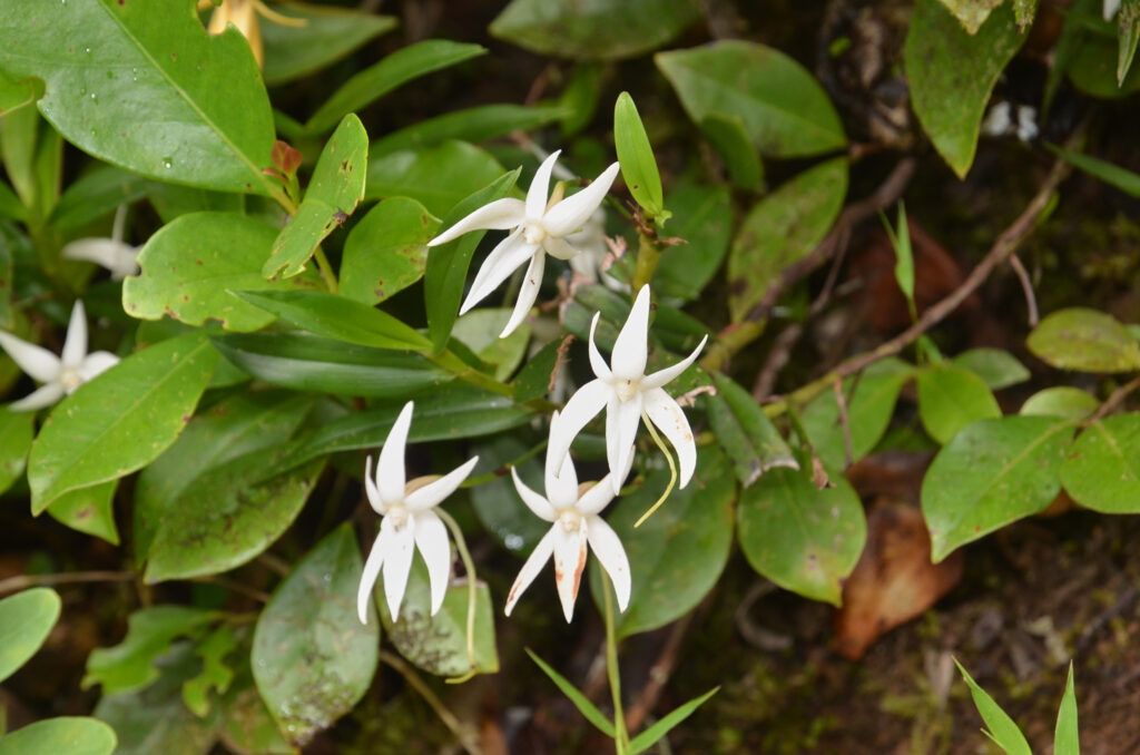 Angraecum mauritianum - Maurice