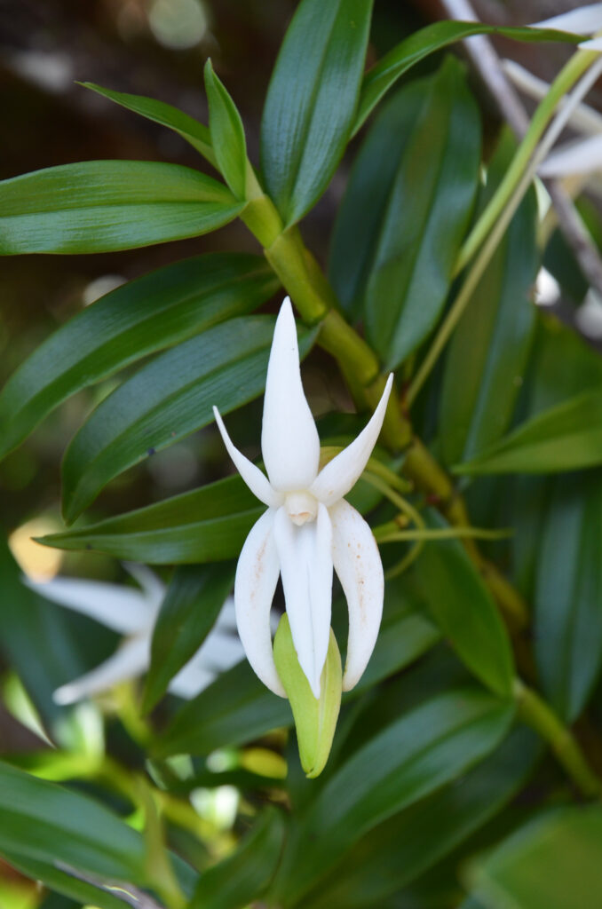 Angraecum mauritianum - Maurice
