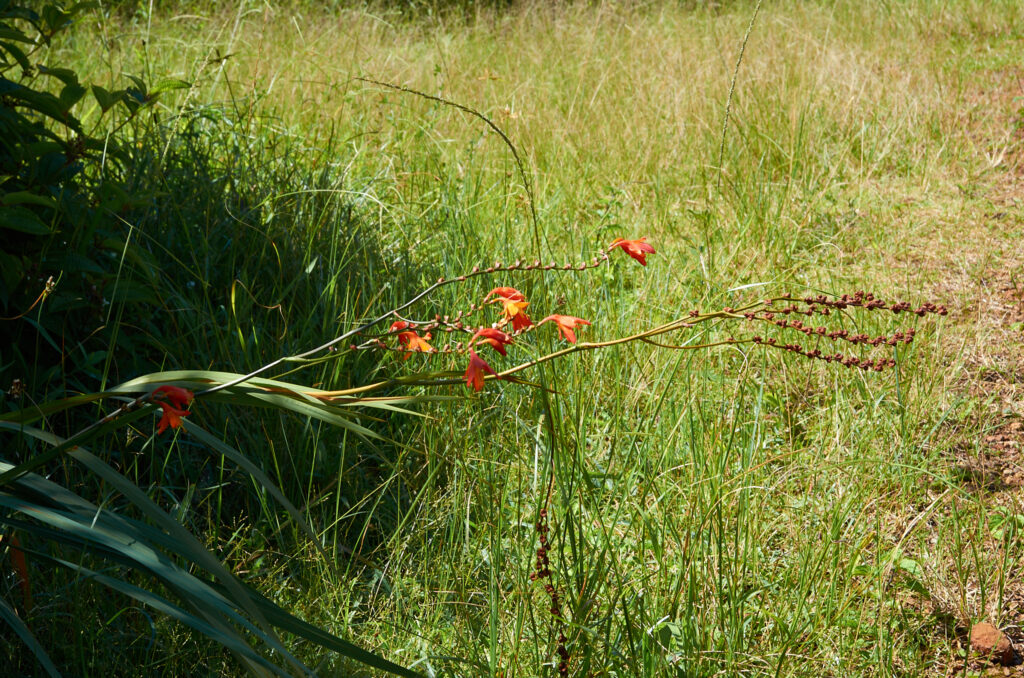 Crocosmia × crocosmiiflora - Maurice