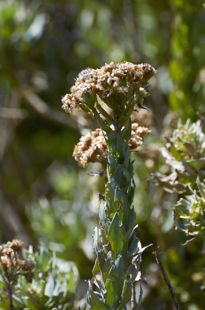 Helichrysum proteoides - Maurice