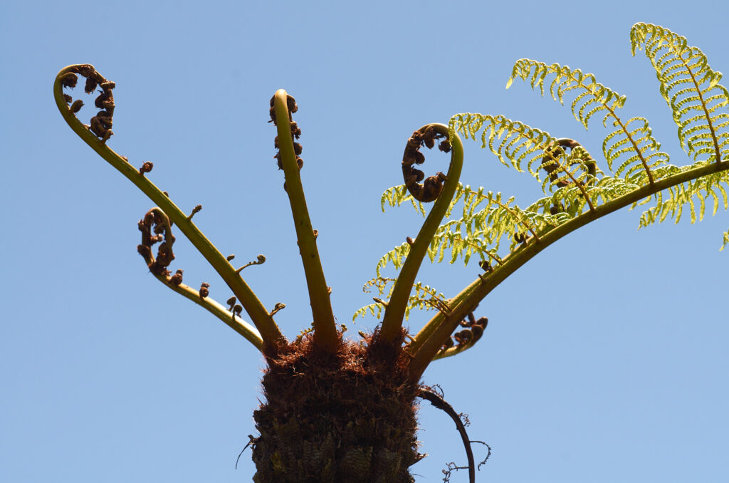 Cyathea excelsa - Maurice