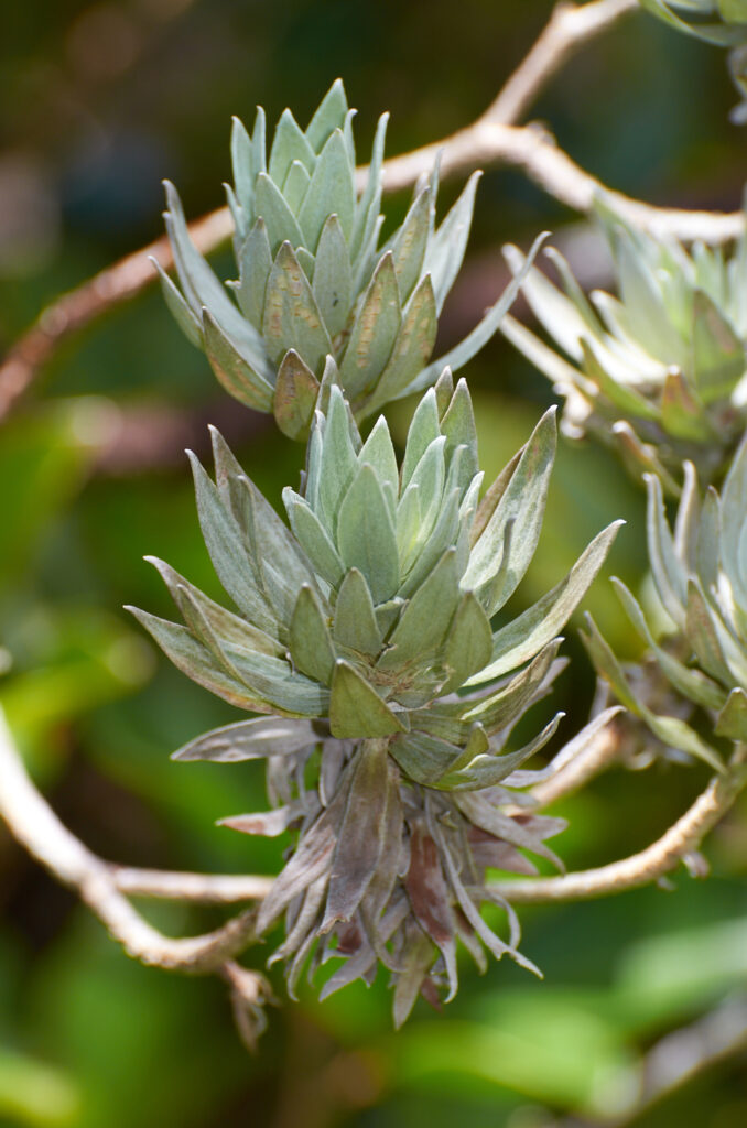 Helichrysum proteoides - Maurice