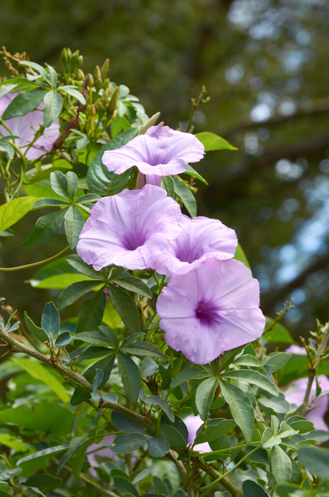 Ipomoea cairica - Maurice