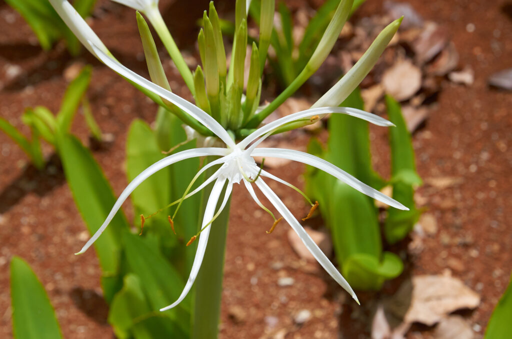 Hymenocallis littoralis - Maurice