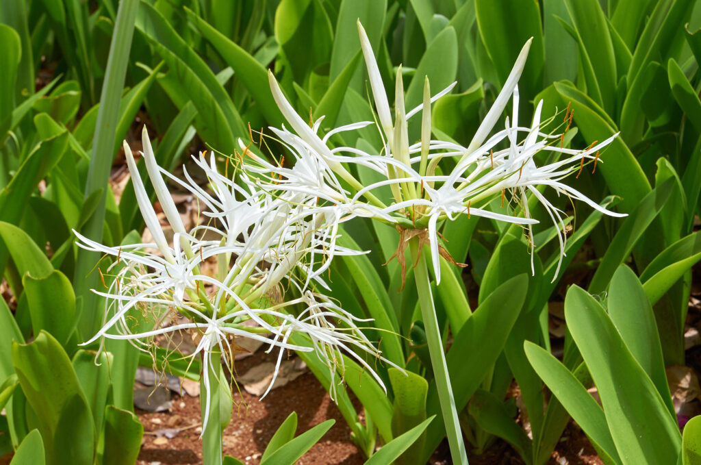 Hymenocallis littoralis - Maurice