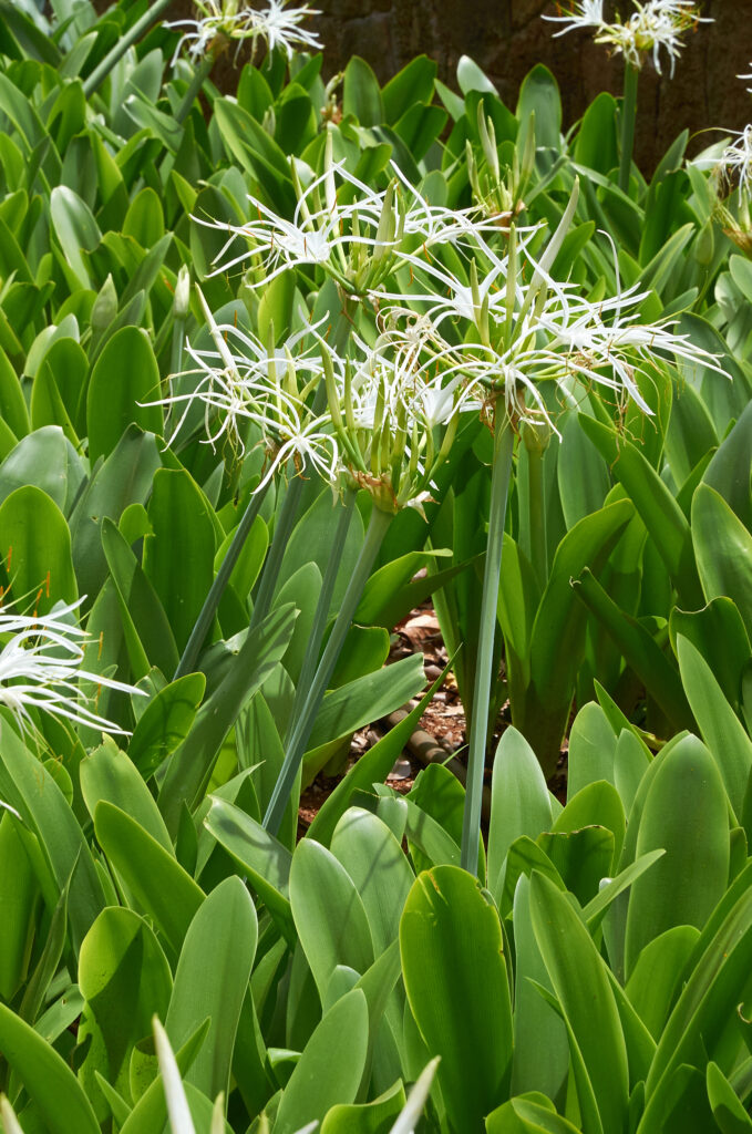 Hymenocallis littoralis - Maurice