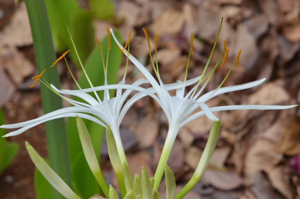 Hymenocallis littoralis - Maurice