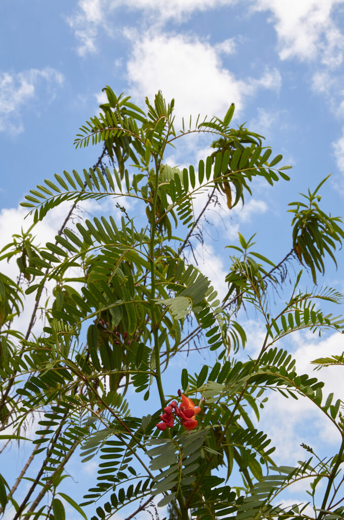 Sesbania punicea - Maurice