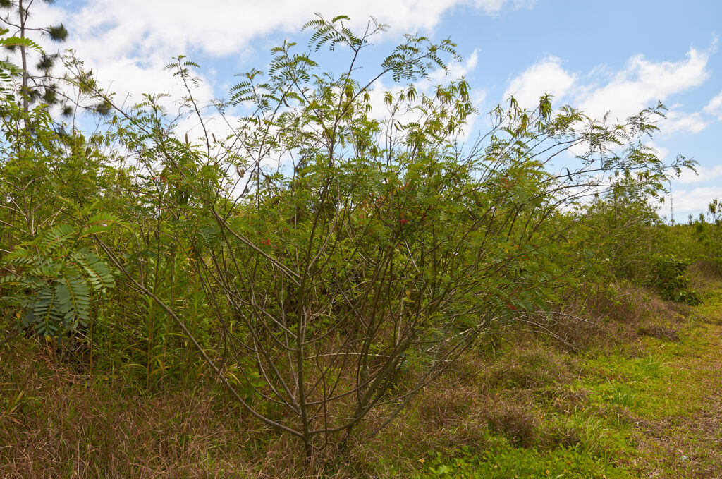 Sesbania punicea - Maurice