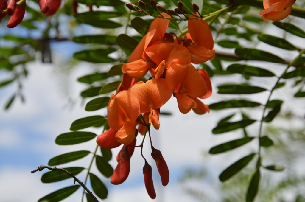 Sesbania punicea - Maurice