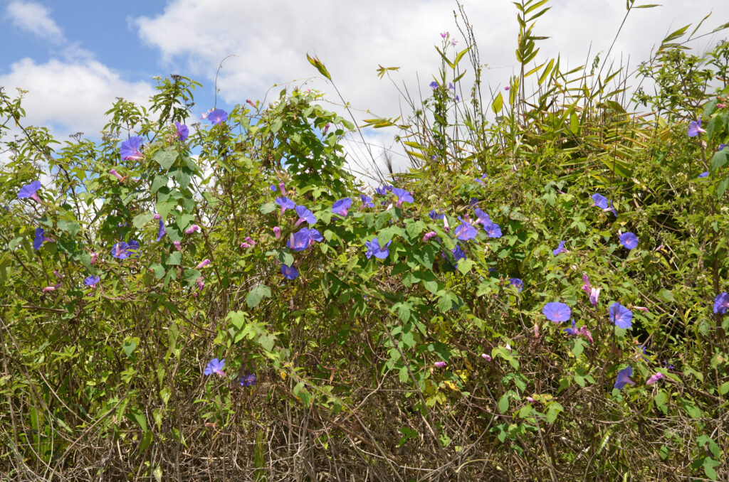 Ipomoea indica- Maurice
