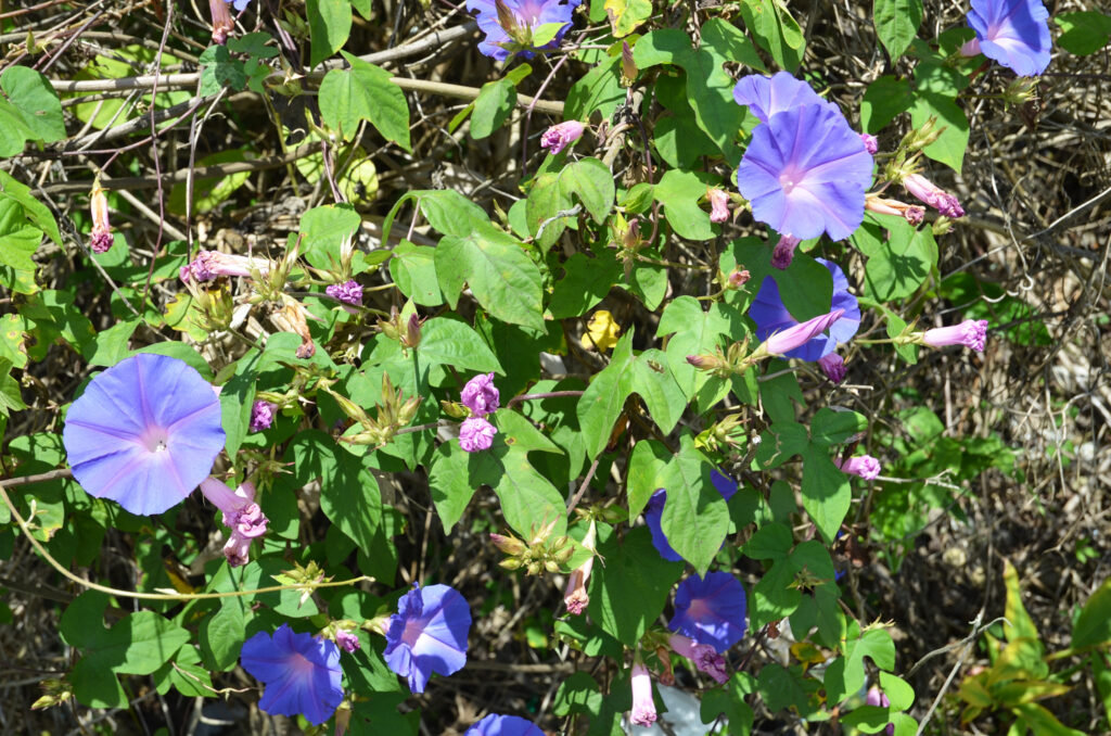 Ipomoea indica - Maurice