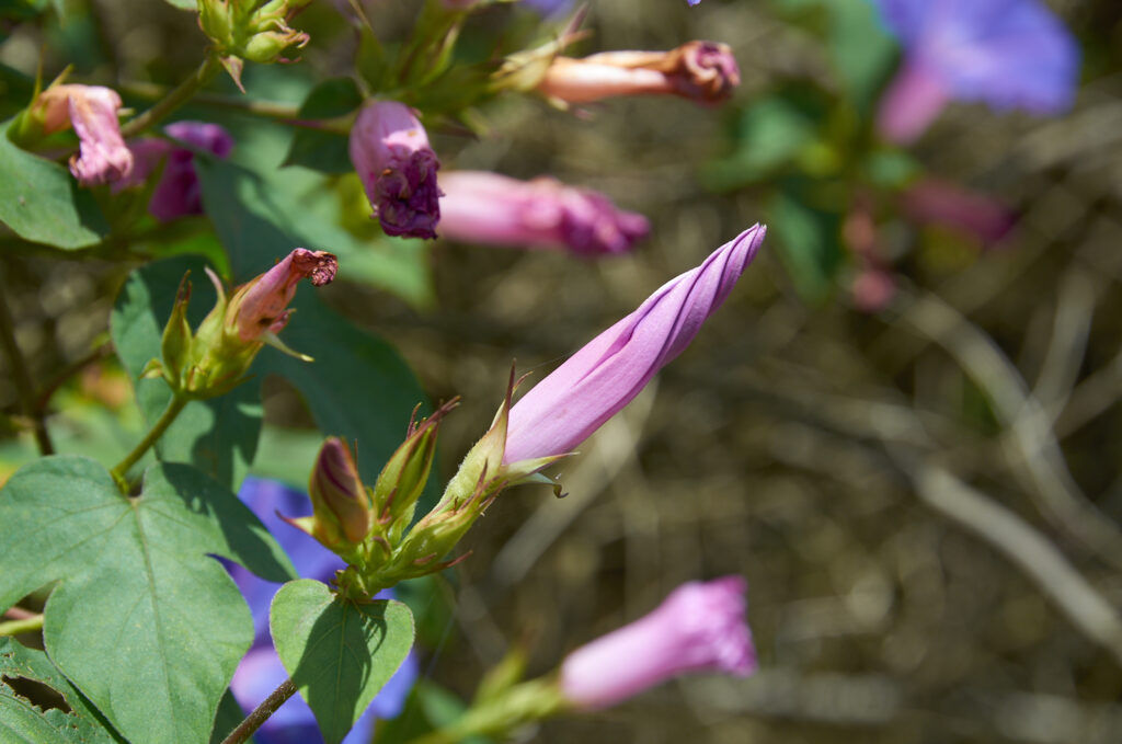 Ipomoea indica - Maurice
