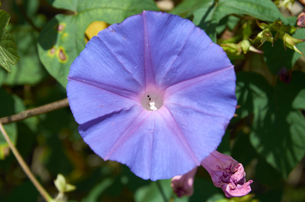 Ipomoea indica- Maurice