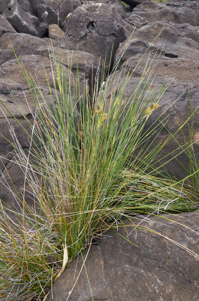 Juncus inflexus - Maurice