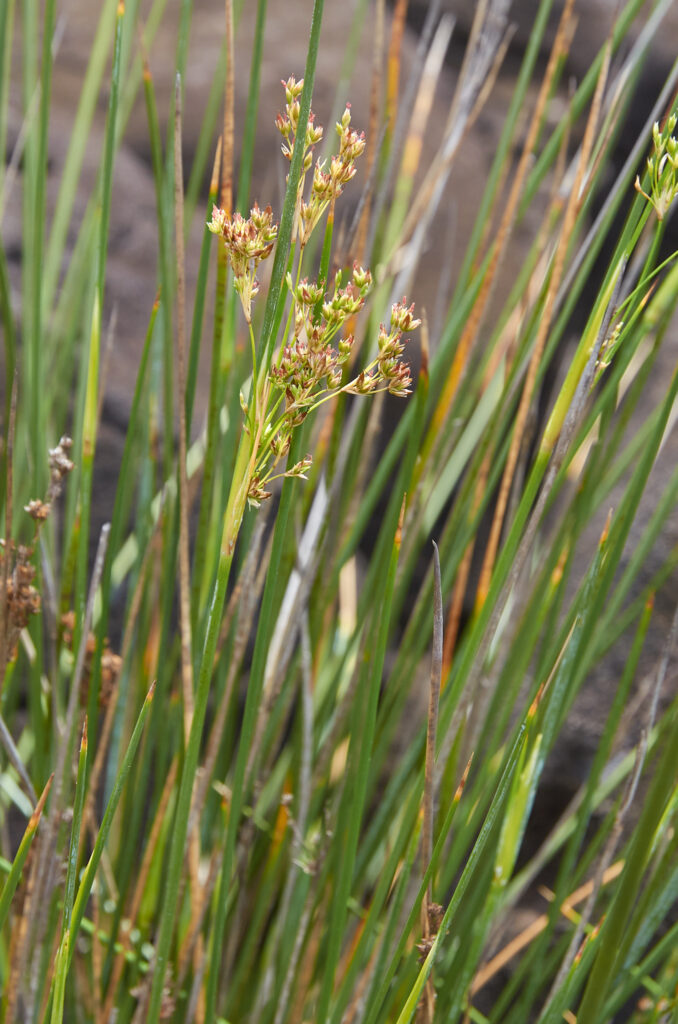 Juncus inflexus - Maurice