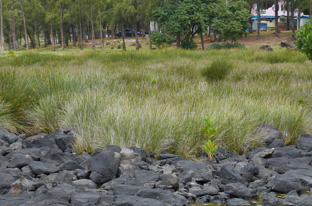 Juncus inflexus - Maurice