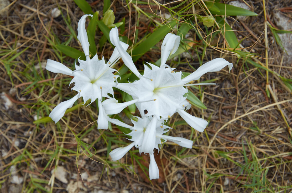 Pancratium zeylanicum - Maurice
