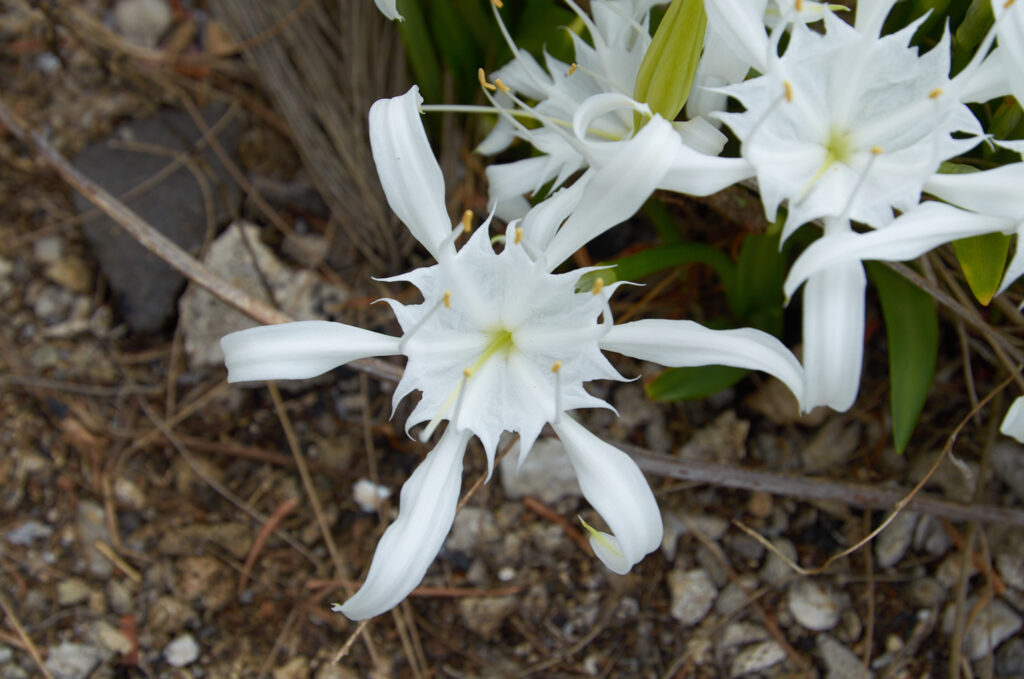 Pancratium zeylanicum - Maurice