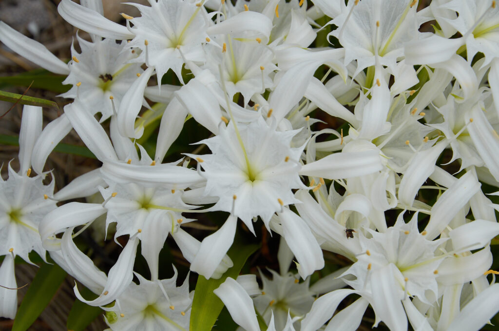 Pancratium zeylanicum - Maurice