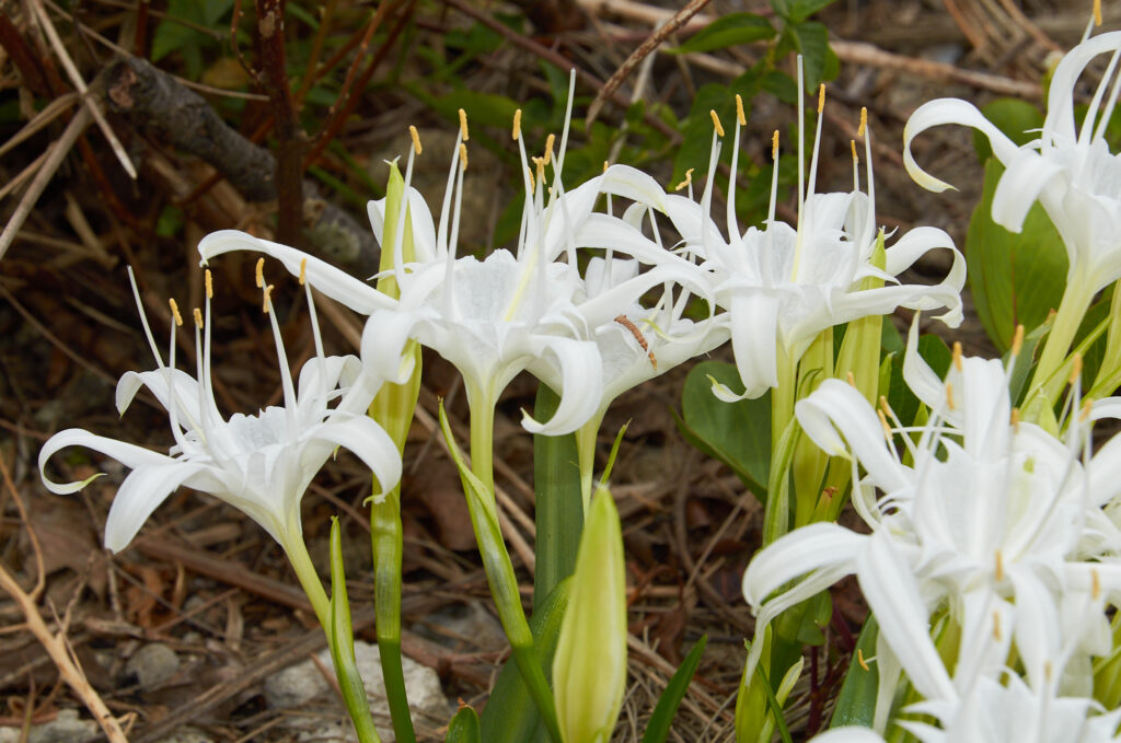 Pancratium zeylanicum - Maurice