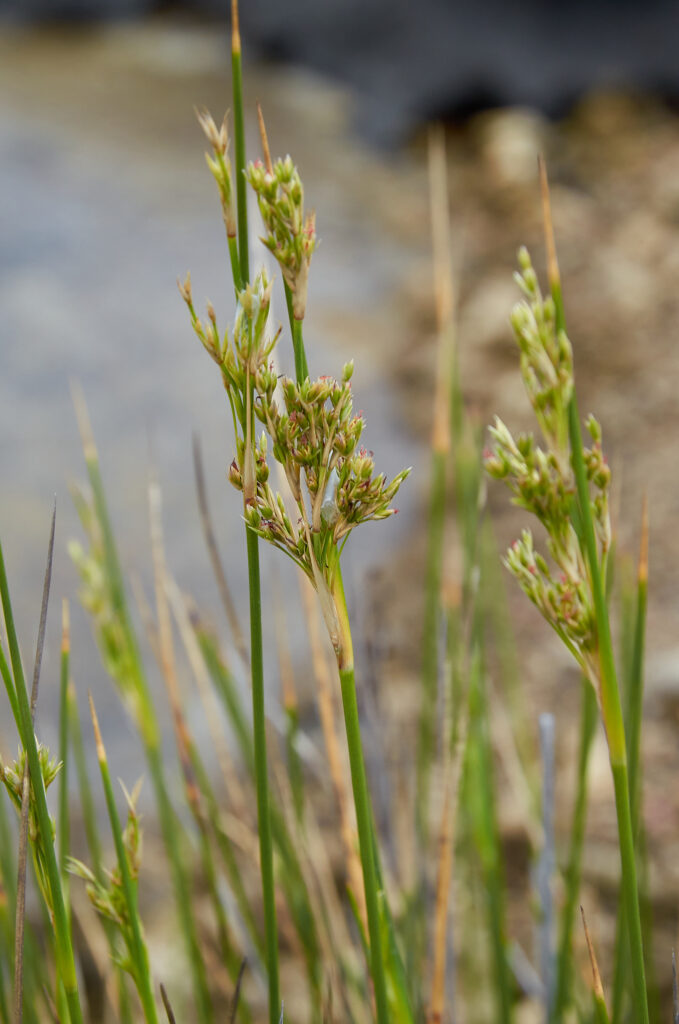 Juncus inflexus - Maurice