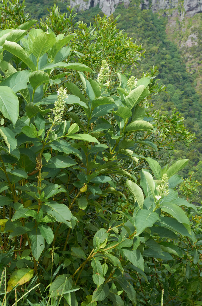Rotheca serrata - Maurice