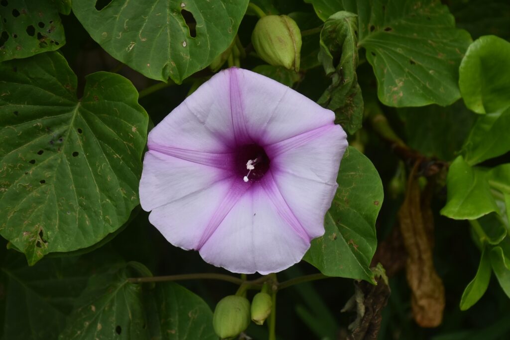 Stictocardia tiliifolia - Maurice