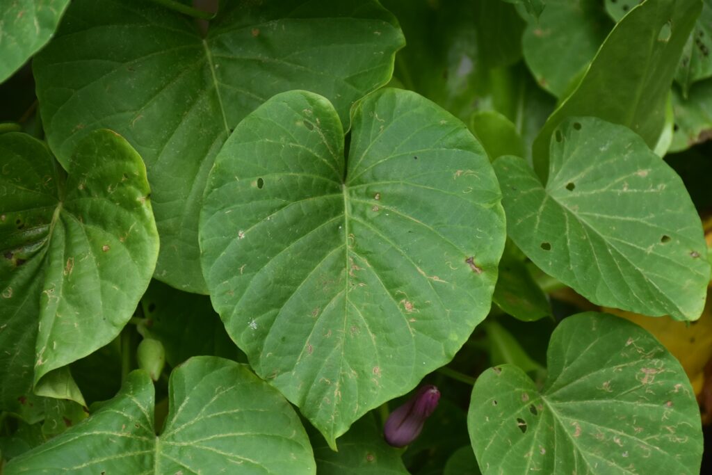 Stictocardia tiliifolia - Maurice
