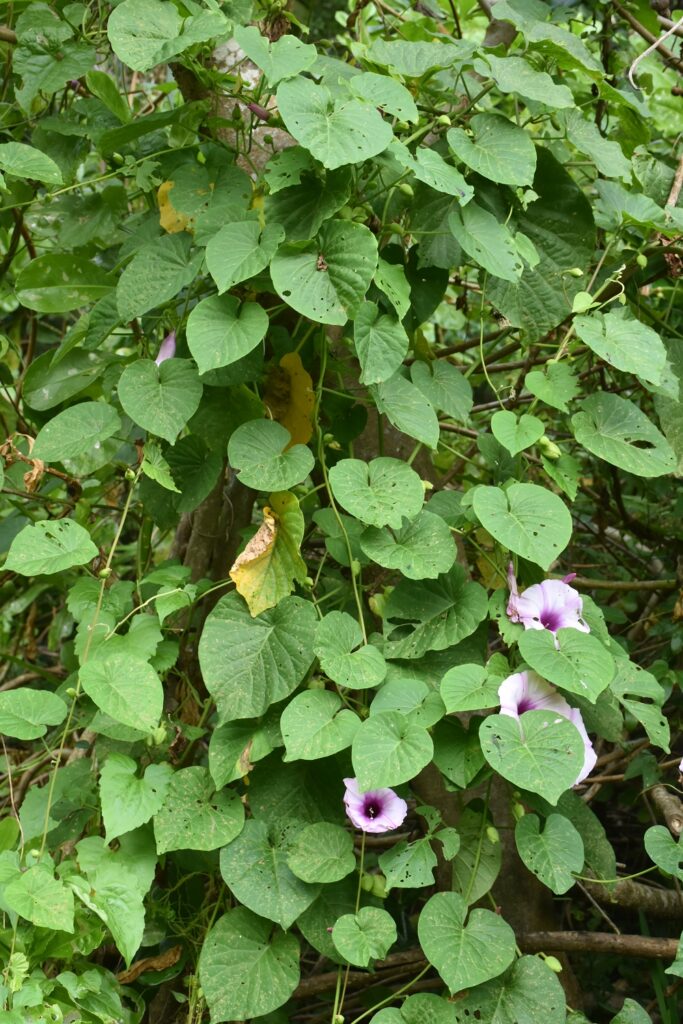 Stictocardia tiliifolia - Maurice