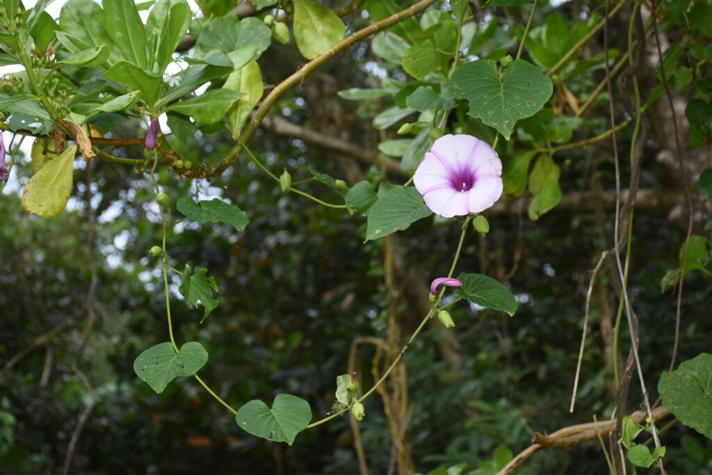 Stictocardia tiliifolia - Maurice
