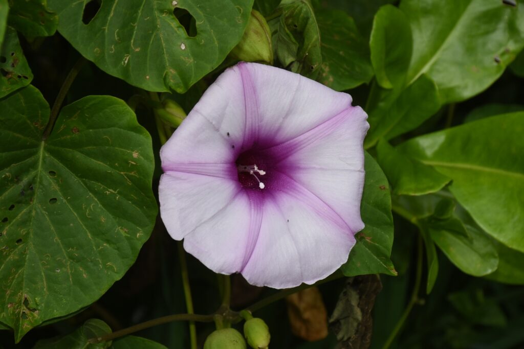 Stictocardia tiliifolia - Maurice