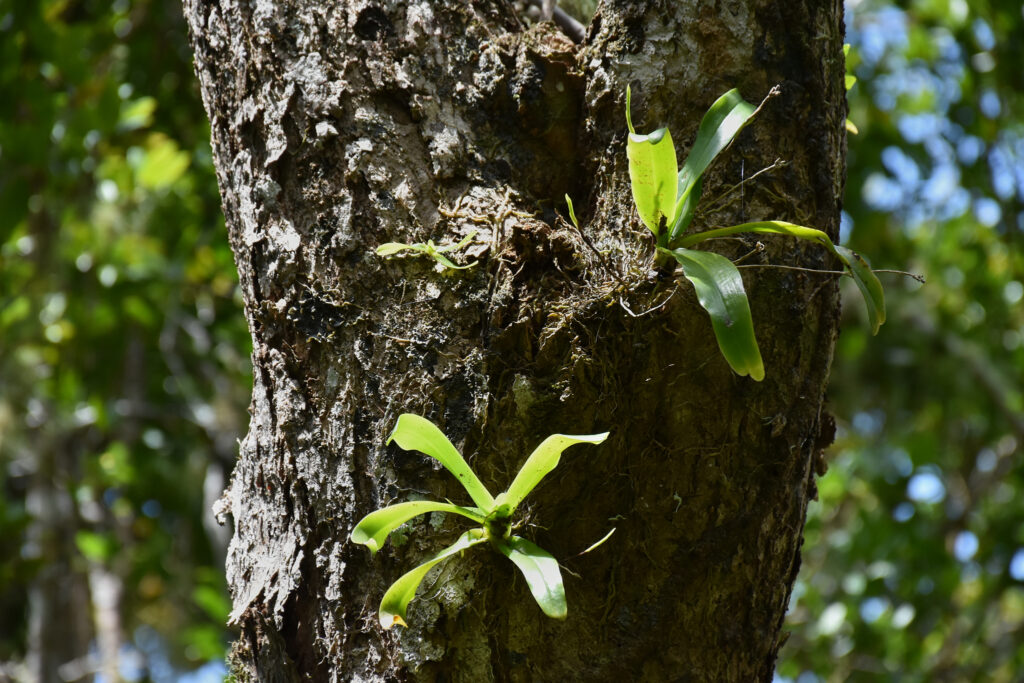 Aeranthes arachnites- Maurice