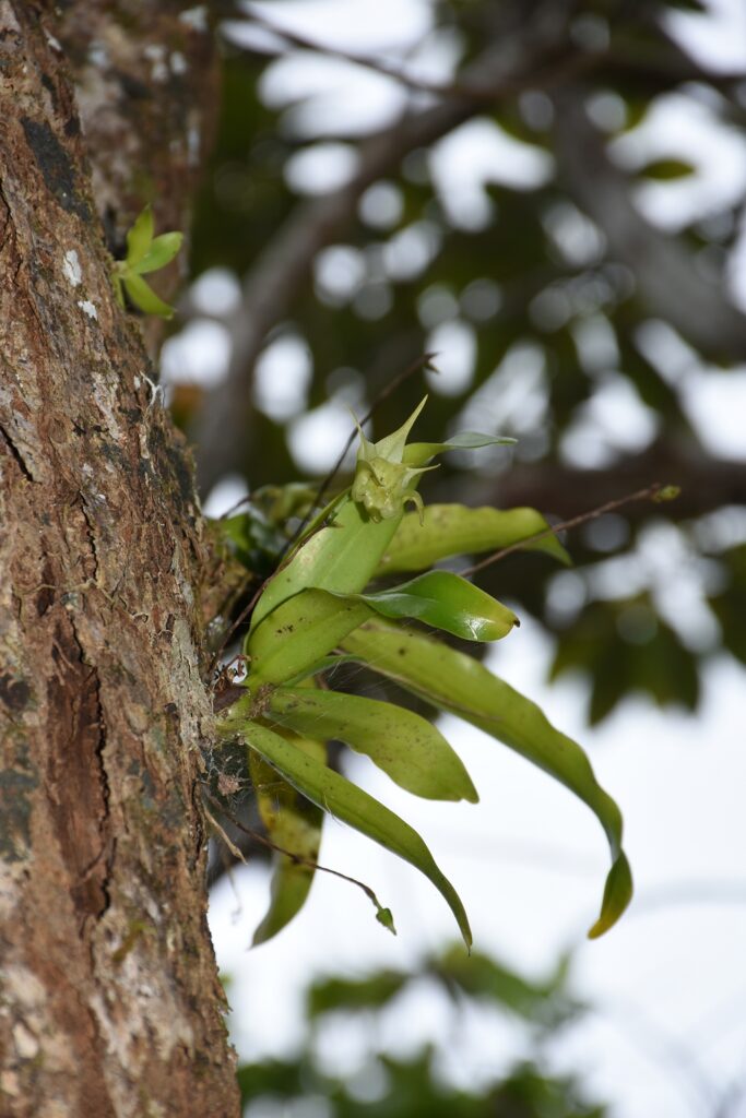 Aeranthes arachnites- Maurice