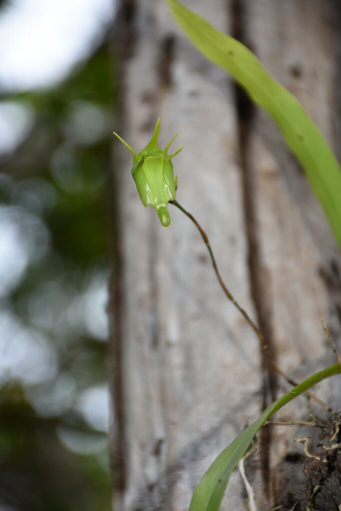 Aeranthes arachnites- Maurice