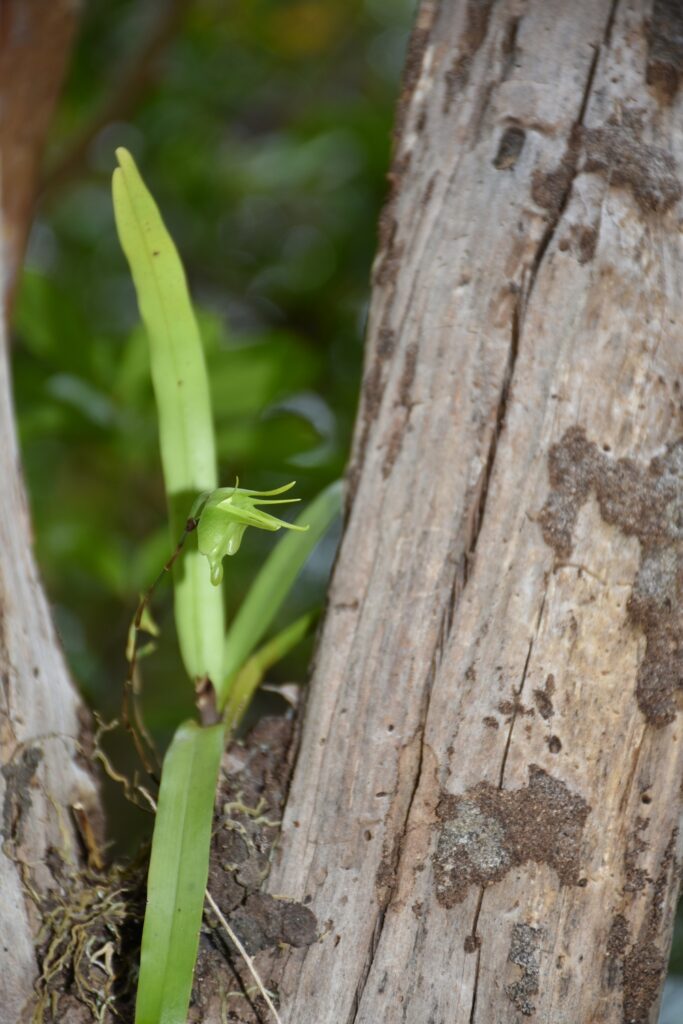 Aeranthes arachnites- Maurice