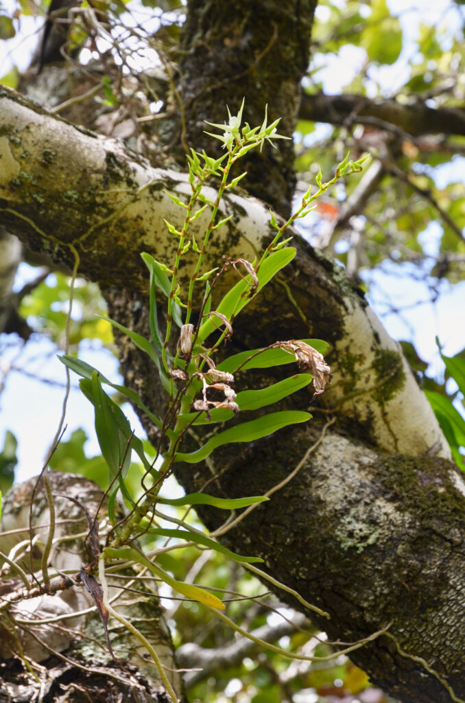Oeoniella polystachys - Maurice