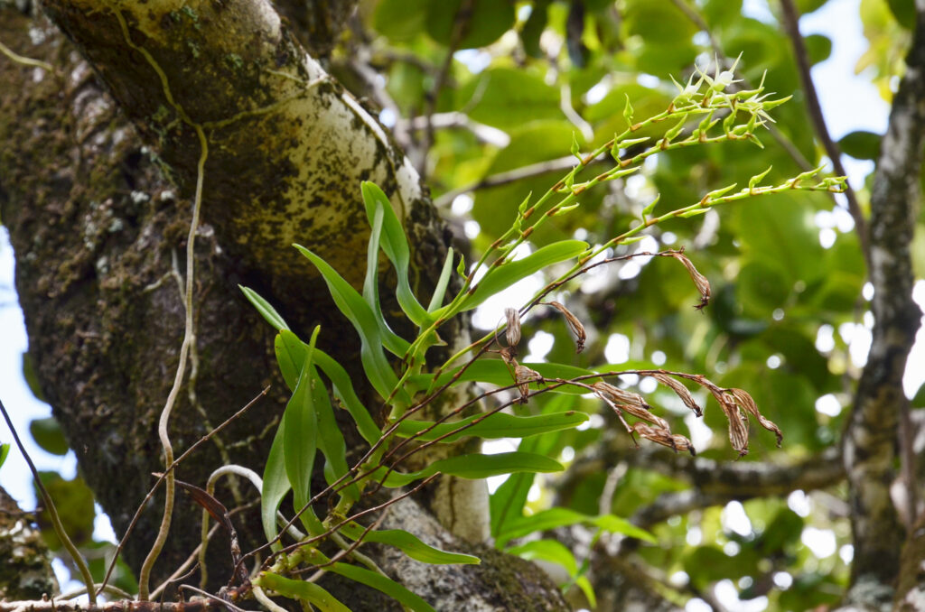 Oeoniella polystachys - Maurice