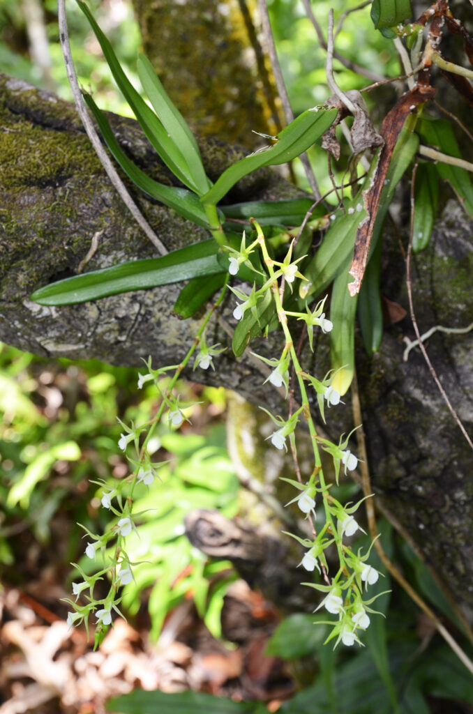 Oeoniella polystachys - Maurice