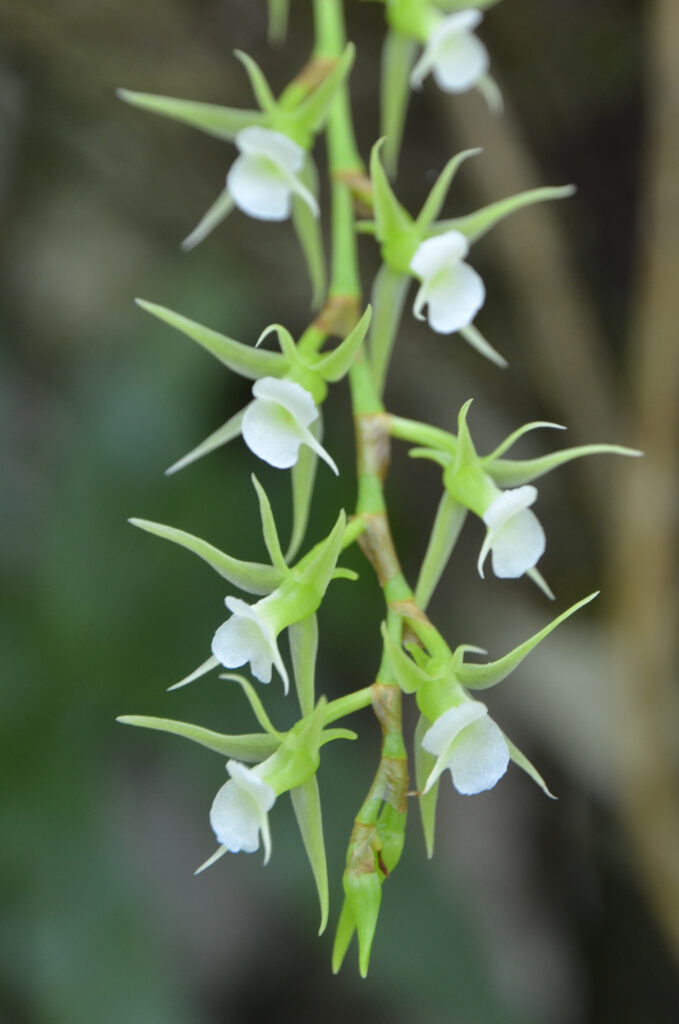 Oeoniella polystachys - Maurice