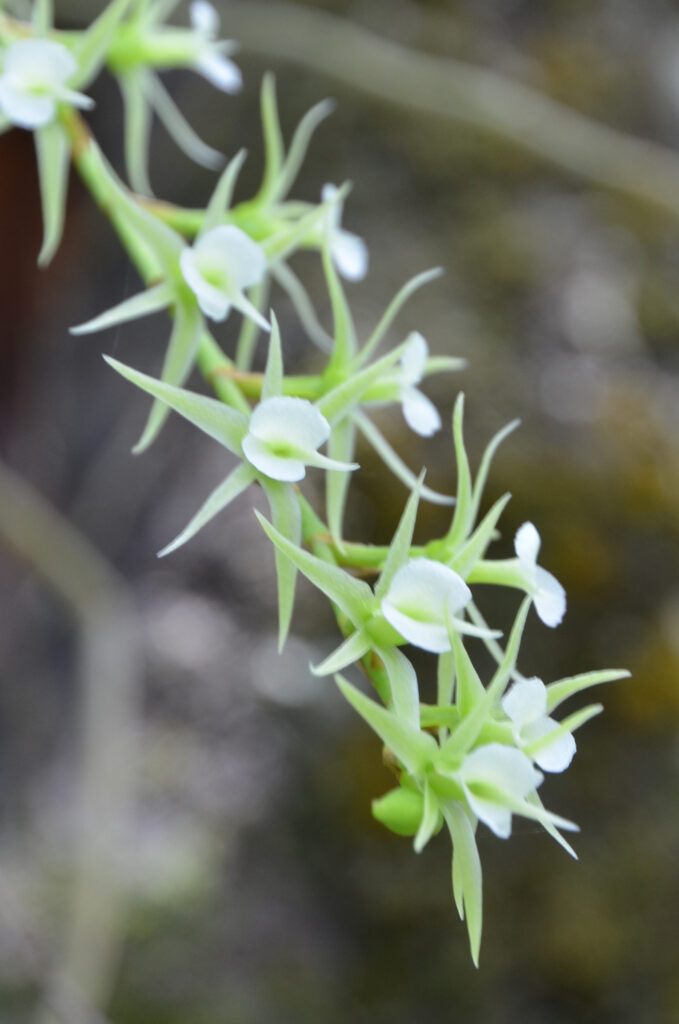 Oeoniella polystachys - Maurice