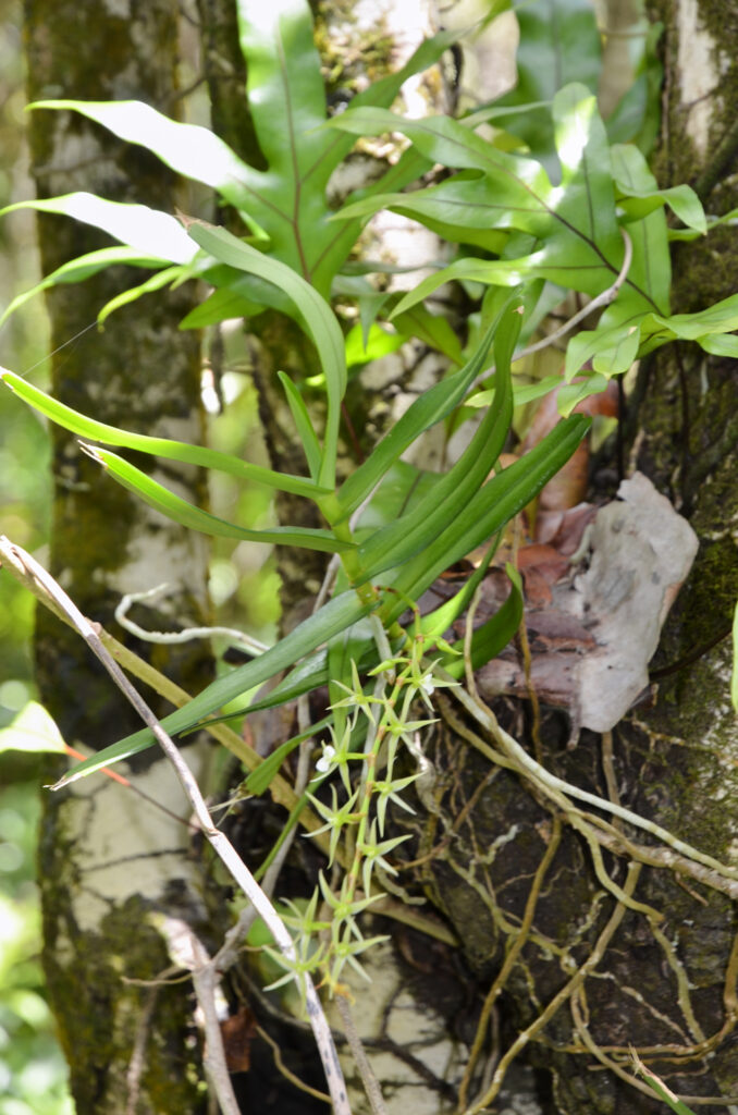Oeoniella polystachys - Maurice